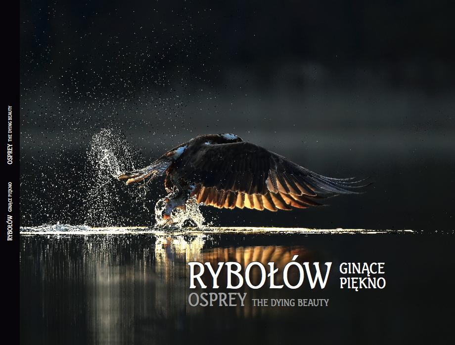 RYBOŁÓW ginące piękno OSPREY the dying beauty