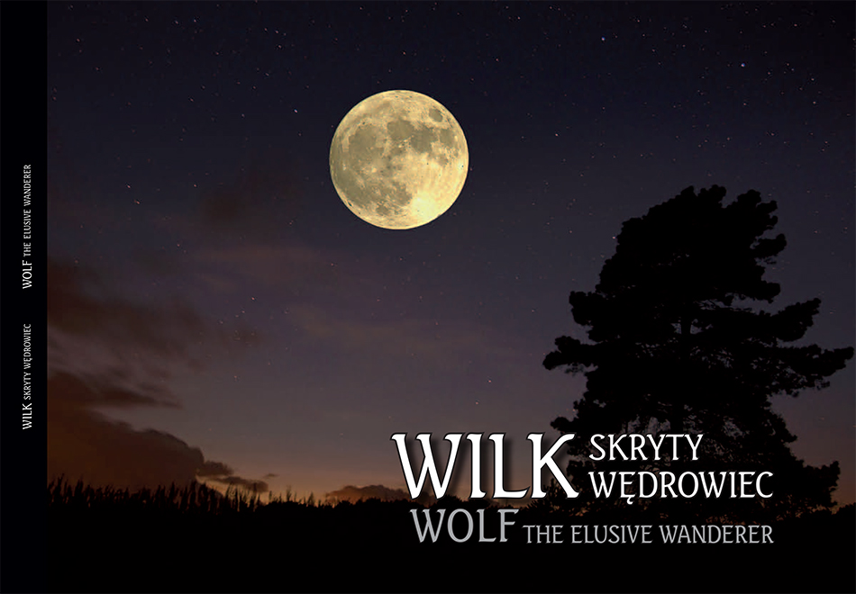 WILK skryty wędrowiec WOLF the elusive wanderer